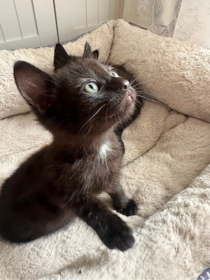 Katzenbabys