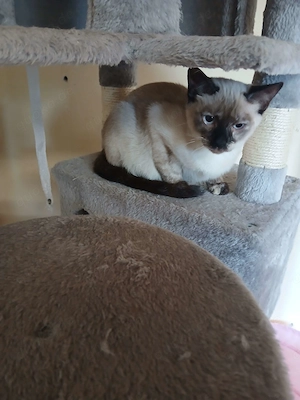 2 Tortie Siam Geschwister suchen ein Zuhause