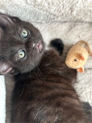 Katzenbabys