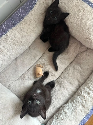Katzenbabys