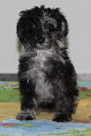 Maltipoo Welpen 