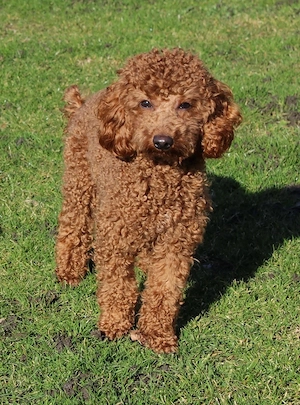 Maltipoo Welpen 