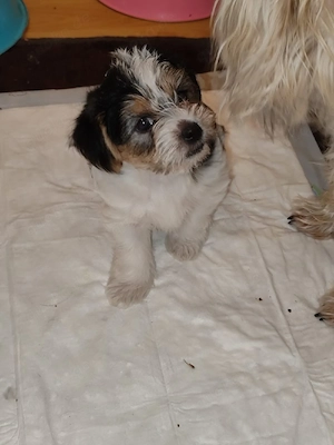 Wunderschöne Malteser Shizu -Terriermix 