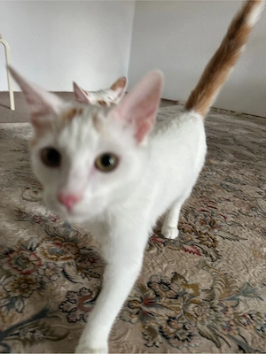 Zwei liebe junge Katzen suchen ein neues Zuhause   Kater & Katze