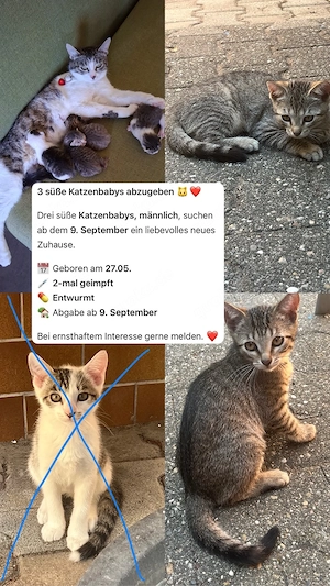 Katzenbabys suchen neues Zuhause