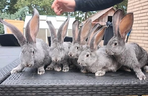 deutsche riesen wenn Chinchilla 