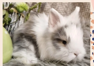 minikleiner Teddy Löwenkopf Zwergkaninchen 