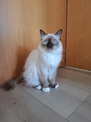 Heilige Birma Katze, Kätzchen, junge Katze, reinrassig