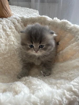 BLH Kitten