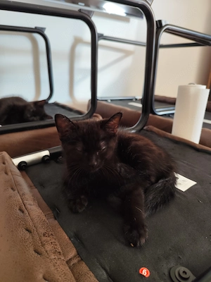 2 kleine Katzen suchen ein liebevolles Zuhause   