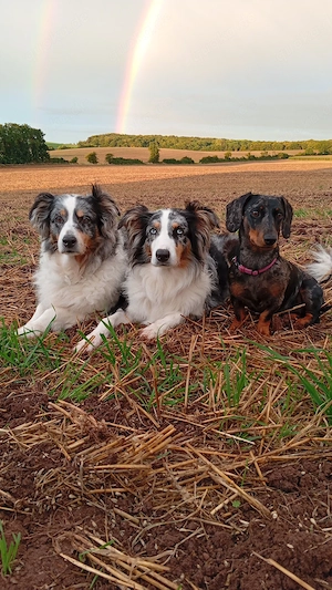 Australian Shepherd Wurfplanung Oktober 2026