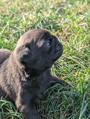 Reinrassige Mops-Welpen 1 Rüde sucht noch ein Zuhause 