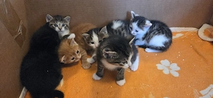 5 kleine bunte Katzenbabys