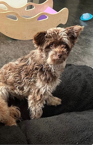 Maltipoo Welpen 