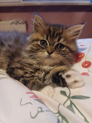 kleine süsse persermädchen 