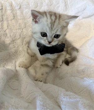 BKH Kitti Whiskas  Bild 2