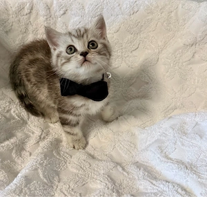 Zwei süße Britisch-Kurzhaar-Katerchen suchen ein liebevolles neues Zuhause! 