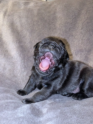 Reinrassige Mops-Welpen aus liebevoller Heimaufzucht suchen ihr Zuhause! 
