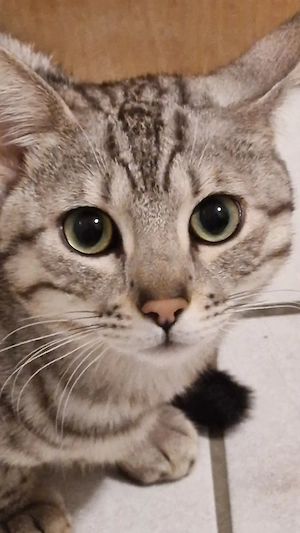 Pablo sucht ein Zuhause 