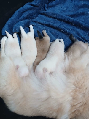 Süße Pomchi Welpen (Chihuahua - Pomeranian Zwergspitz)