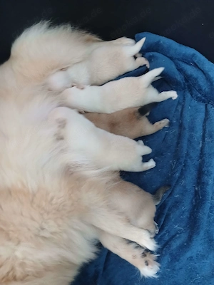 Süße Pomchi Welpen (Chihuahua - Pomeranian Zwergspitz)