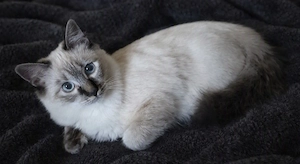 Heilige Birma Kitten Kater