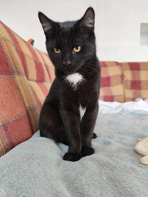 lieber junger Kater Teddy wurden als Kitten einfach in einem Sack entsorgt Bild 2