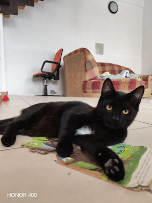 lieber junger Kater Teddy wurden als Kitten einfach in einem Sack entsorgt Bild 4