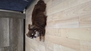 Chihuahua Hündin langhaar sucht Zuhause