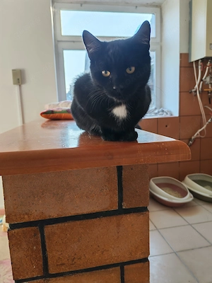 lieber junger Kater Teddy wurden als Kitten einfach in einem Sack entsorgt Bild 3