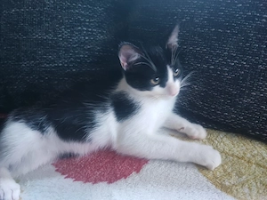 Katzen Babys