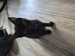 Kitten 11wochen alt