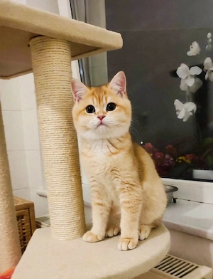 Britisch Kurzhaar Golden Chinchilla 