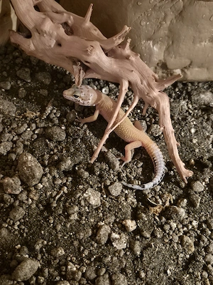 leopardgecko vom 12.7.