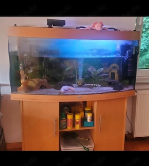 Verkauf Axolotl mit Aquarium und Zubehör 