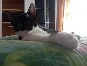 2 Katzenbabys, (w) 3 Monate alt