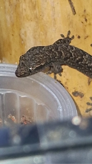 Jungferngeckos Lepidodactylus Lugubris