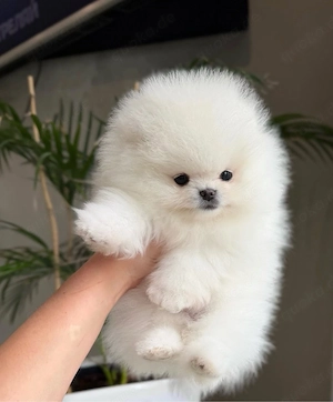 Reinrassige Pomeranian Zwergspitz Welpen