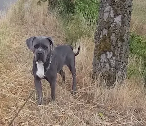 reinrassige cane corso Welpen in blue line. 