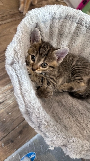 kitten katzenbaby kätzchen