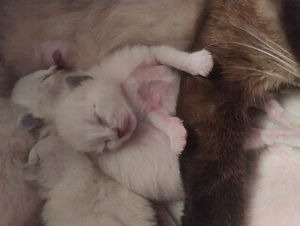 Ragdoll Siam Kitten ab Ende Oktober 