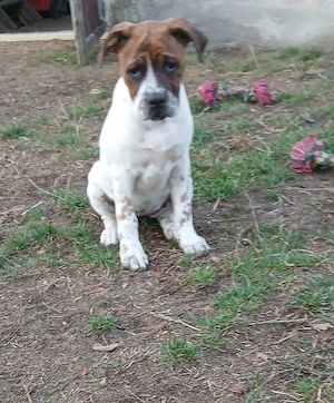 Boxer Shar-pei mix Welpen