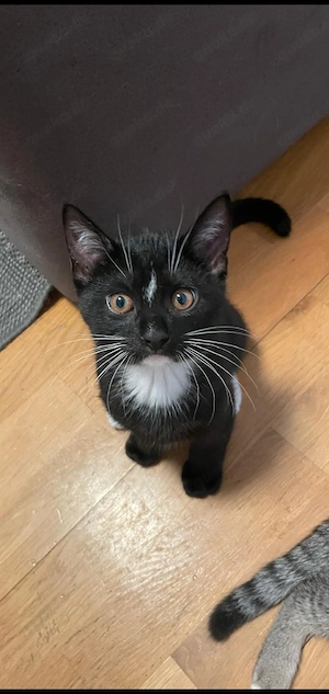Süße Katzenbabys