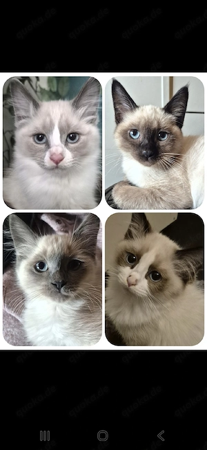 Siam   Siam-BKH Mix Kitten 14 W. jung