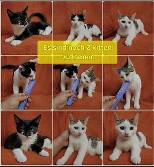 BKH-Mix-Kitten   2 Kätzinnen & 3 Kater   ab sofort abgabebereit   