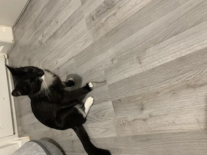 Ich süßes kitten und meine Mama (Hauskatze) suchen liebevolles Zuhause