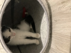 Süßen Kitten mit Mama suchen ein liebevolles Neues Zuhause 