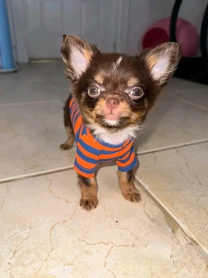Winzige Chihuahua-Welpen suchen ein neues Zuhause!