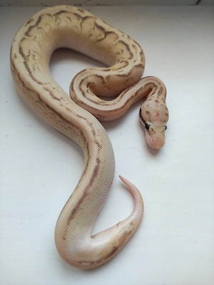  Königspython, Python regius; Verschiedenen Farbzuchten, aus eigener Zucht Bild 6