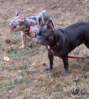 Bulldogge Hündinnen